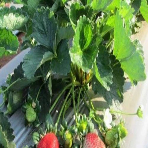 Camarosa Strawberry Palnt